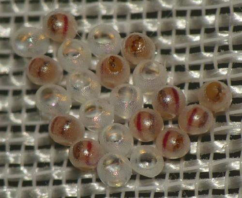 Campaea margaritaria